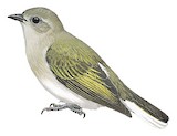 Green-backed Honeybird Illustration