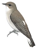 Brown-backed Honeybird Illustration