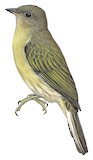 Zenker's Honeyguide Illustration