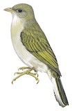 Yellow-footed Honeyguide Illustration