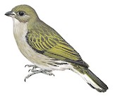 Dwarf Honeyguide Illustration