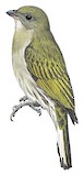 Willcocks's Honeyguide Illustration