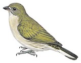 Pallid Honeyguide Illustration