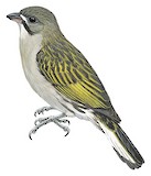 Least Honeyguide Illustration