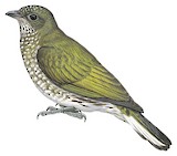 Spotted Honeyguide Illustration