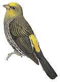 Yellow-rumped Honeyguide Illustration