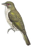 Malaysian Honeyguide Illustration