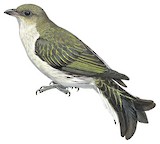 Lyre-tailed Honeyguide Illustration