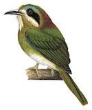 Tody Motmot Illustration