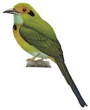 Blue-throated Motmot Illustration