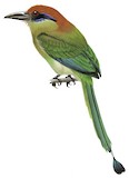 Russet-crowned Motmot Illustration