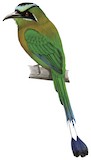 Lesson's Motmot Illustration