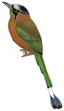 Whooping Motmot Illustration