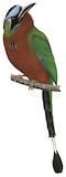 Trinidad Motmot Illustration