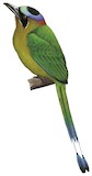 Amazonian Motmot Illustration