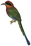 Rufous Motmot Illustration