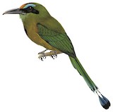 Keel-billed Motmot Illustration