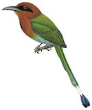 Broad-billed Motmot Illustration