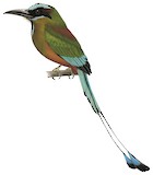 Turquoise-browed Motmot Illustration