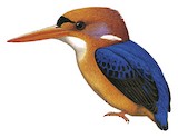 African Dwarf Kingfisher Illustration