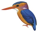 African Pygmy Kingfisher Illustration