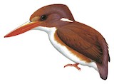 Madagascar Pygmy Kingfisher Illustration