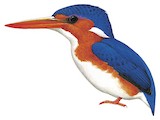 White-bellied Kingfisher Illustration