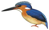 Malagasy Kingfisher Illustration