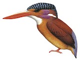 Sangihe Dwarf Kingfisher Illustration