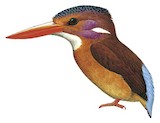 Sulawesi Dwarf Kingfisher Illustration