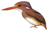 Philippine Dwarf Kingfisher Illustration