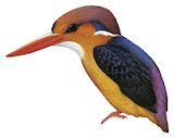 Oriental Dwarf Kingfisher Illustration