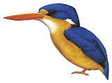 Dimorphic Dwarf Kingfisher Illustration