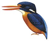 Moluccan Dwarf Kingfisher Illustration