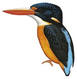 Sula Dwarf Kingfisher Illustration