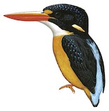 Buru Dwarf Kingfisher Illustration