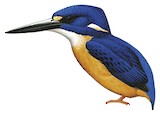 Papuan Dwarf Kingfisher Illustration