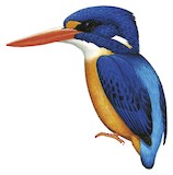 Manus Dwarf Kingfisher Illustration