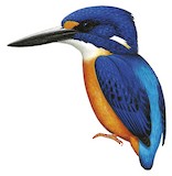 New Ireland Dwarf Kingfisher Illustration