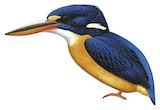 New Britain Dwarf Kingfisher Illustration