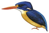 New Georgia Dwarf Kingfisher Illustration