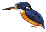 Guadalcanal Dwarf Kingfisher Illustration