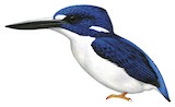 Makira Dwarf Kingfisher Illustration