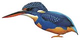 Indigo-banded Kingfisher Illustration