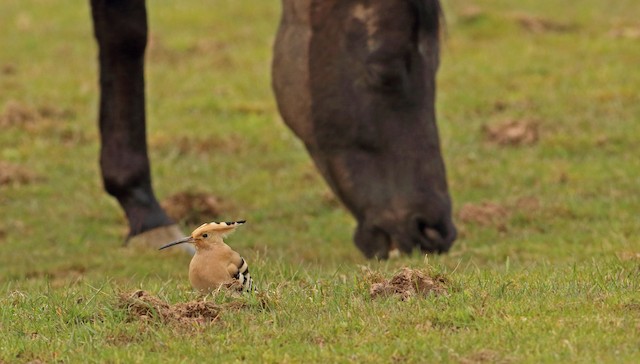 Eurasian Hoopoe (<em class="SciName notranslate">Upupa epops epops</em>): Extralimital. - Eurasian Hoopoe - 