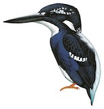 Southern Silvery Kingfisher Illustration