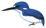 Little Kingfisher Illustration