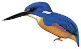 Azure Kingfisher Illustration