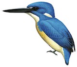 Bismarck Kingfisher Illustration