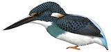 Malaysian Blue-banded Kingfisher Illustration